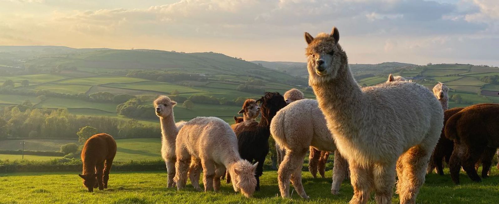 alpaca experience, family day out wales, animal encounters, things to do in brecon beacons