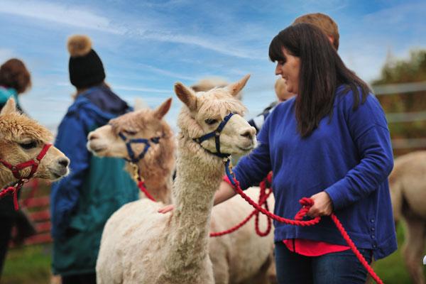 alpaca experience, family day out wales, things to do in brecon beacons