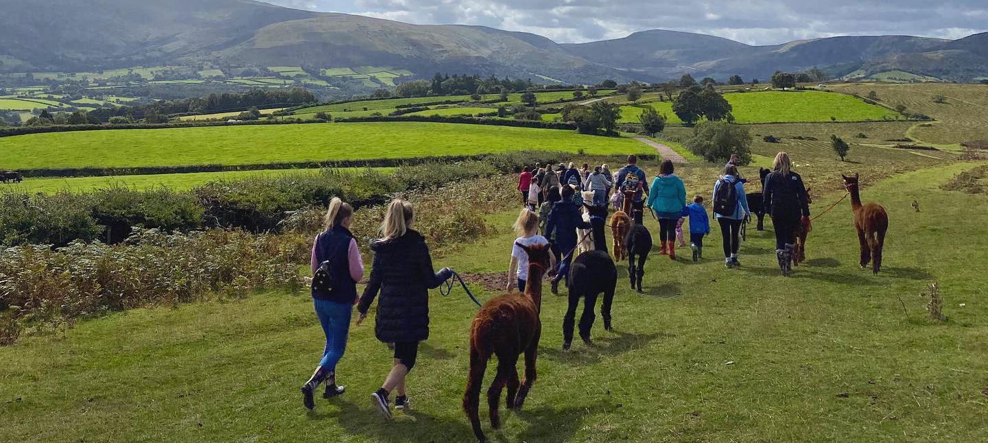 alpaca walking, animal experiences, things to do in brecon beacons, alpaca trekking