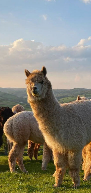 Alpacas on a hazy, cold morning in the hills.